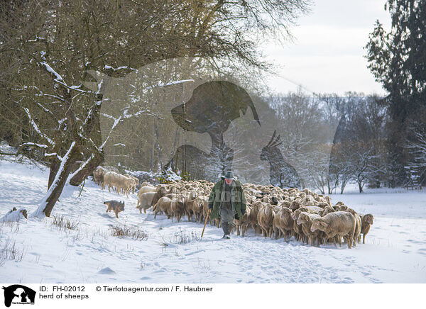Schafherde / herd of sheeps / FH-02012