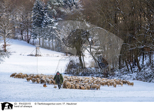 Schafherde / herd of sheeps / FH-02015
