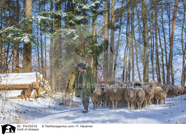 Schafherde / herd of sheeps / FH-02016