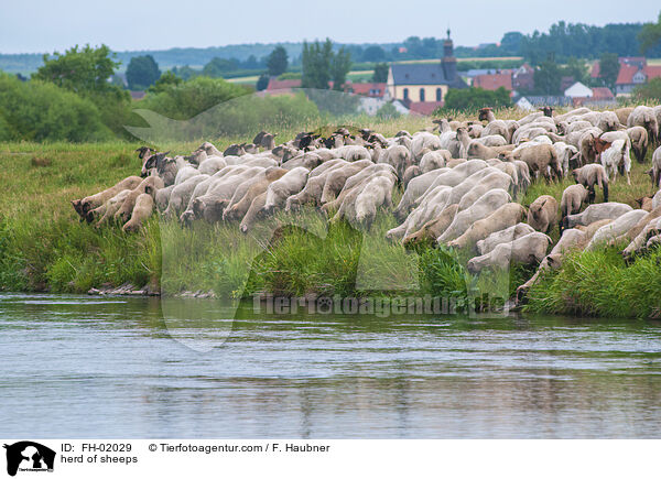 Schafherde / herd of sheeps / FH-02029