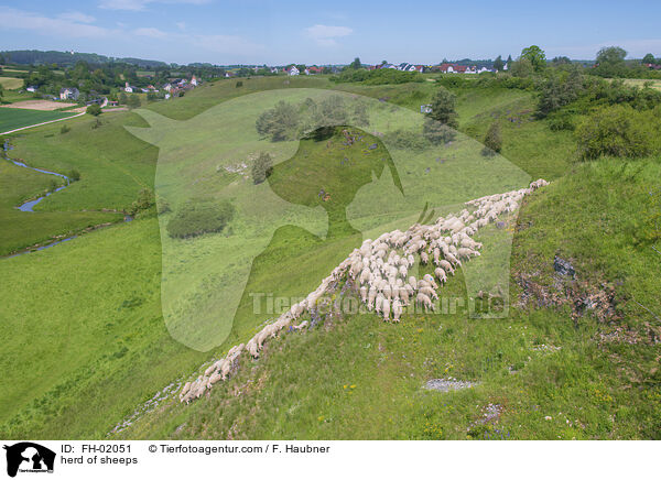 Schafherde / herd of sheeps / FH-02051