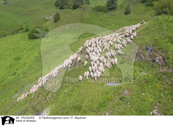 Schafherde / herd of sheeps / FH-02052