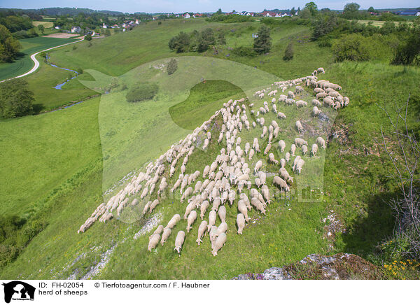 Schafherde / herd of sheeps / FH-02054