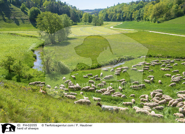 Schafherde / herd of sheeps / FH-02055