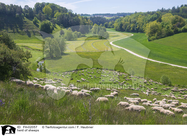 Schafherde / herd of sheeps / FH-02057