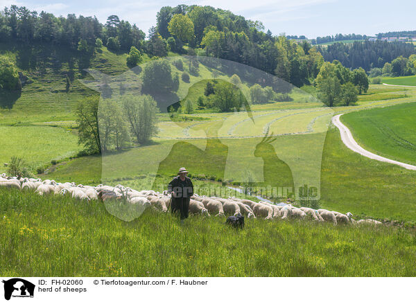 Schafherde / herd of sheeps / FH-02060