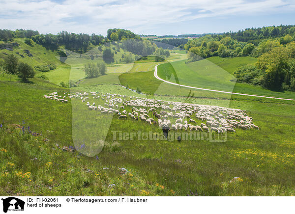 Schafherde / herd of sheeps / FH-02061