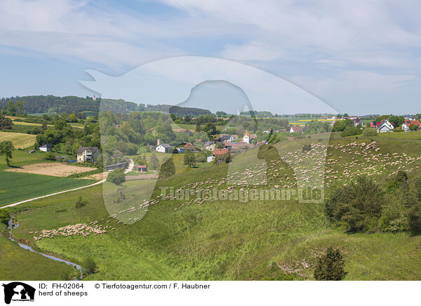 Schafherde / herd of sheeps / FH-02064