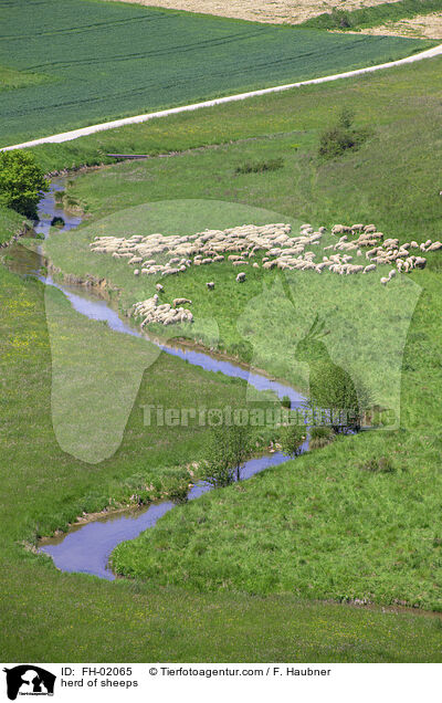 Schafherde / herd of sheeps / FH-02065