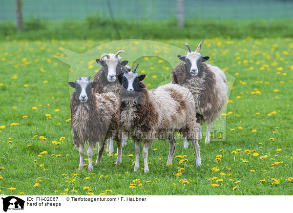herd of sheeps / FH-02067