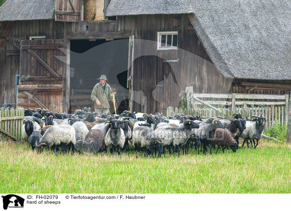 Schafherde / herd of sheeps / FH-02079