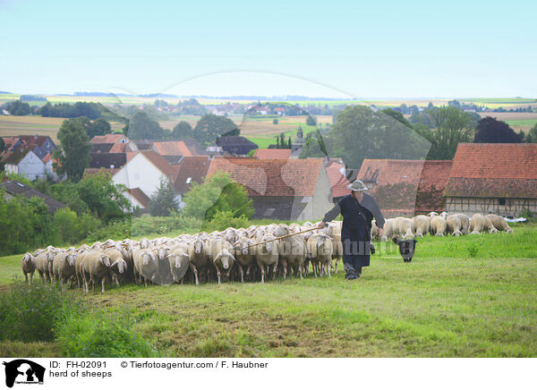 Schafherde / herd of sheeps / FH-02091
