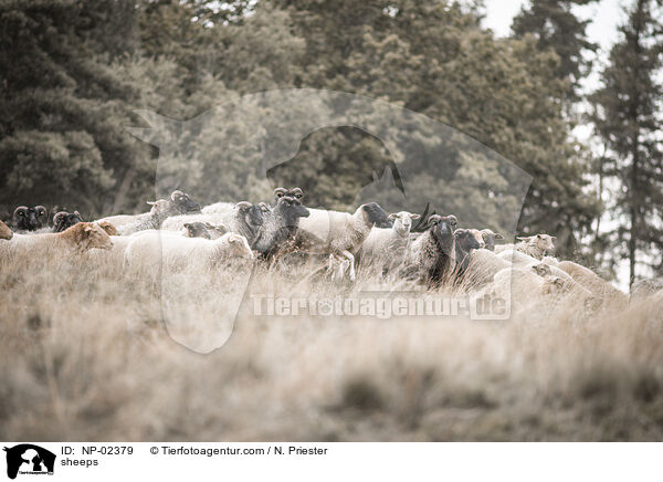 sheeps / NP-02379