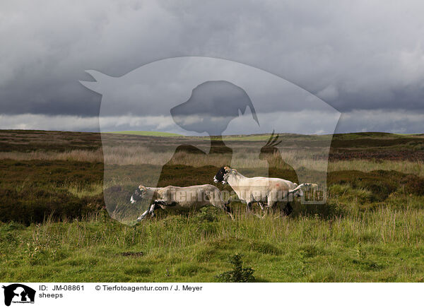Schafe / sheeps / JM-08861