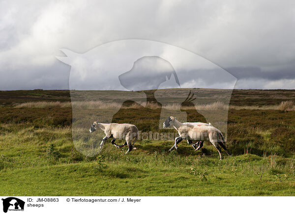 Schafe / sheeps / JM-08863