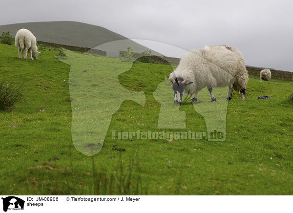 sheeps / JM-08906