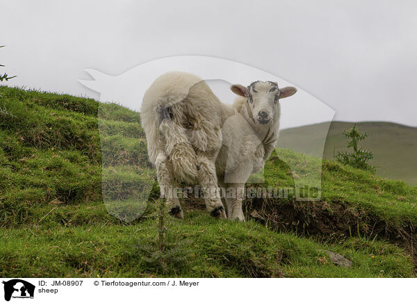 Schaf / sheep / JM-08907