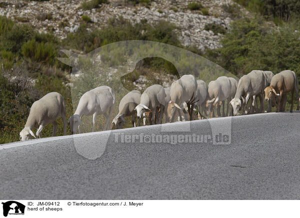 Schafherde / herd of sheeps / JM-09412
