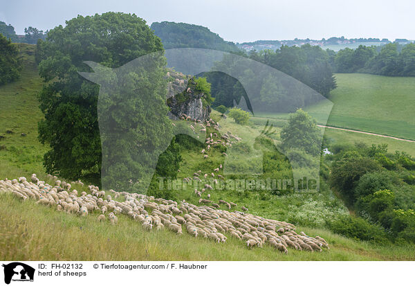 Schafherde / herd of sheeps / FH-02132