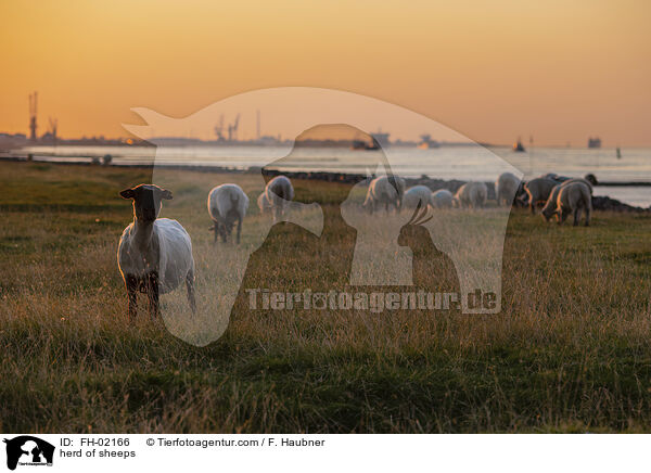 herd of sheeps / FH-02166
