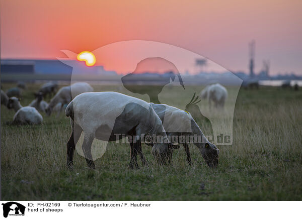 Schafherde / herd of sheeps / FH-02169