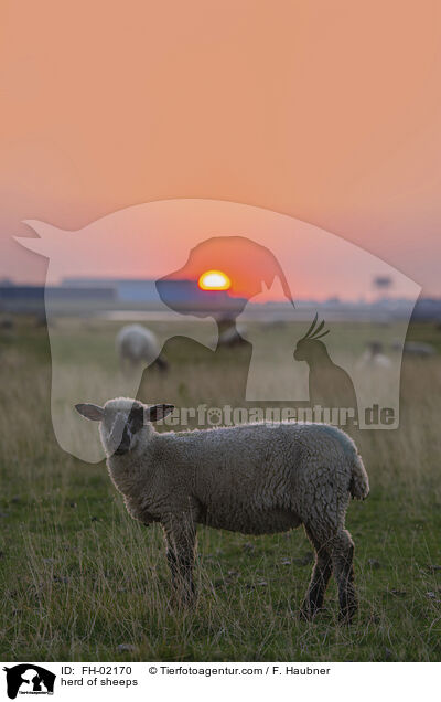 Schafherde / herd of sheeps / FH-02170
