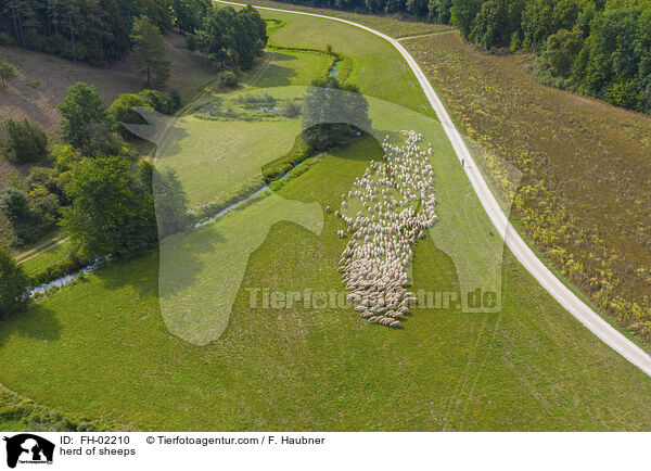 Schafherde / herd of sheeps / FH-02210