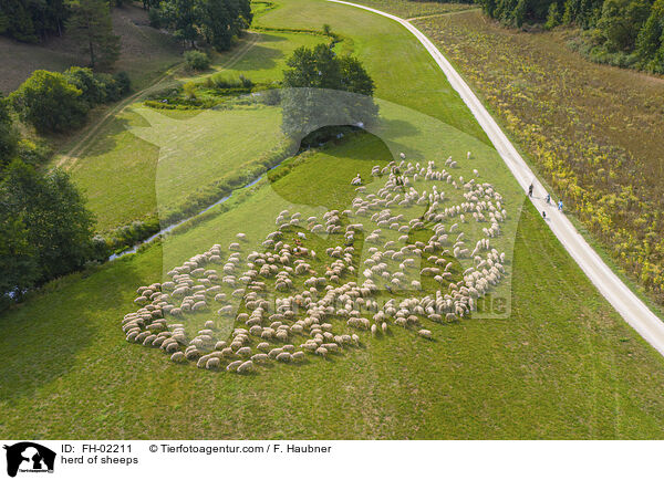 Schafherde / herd of sheeps / FH-02211