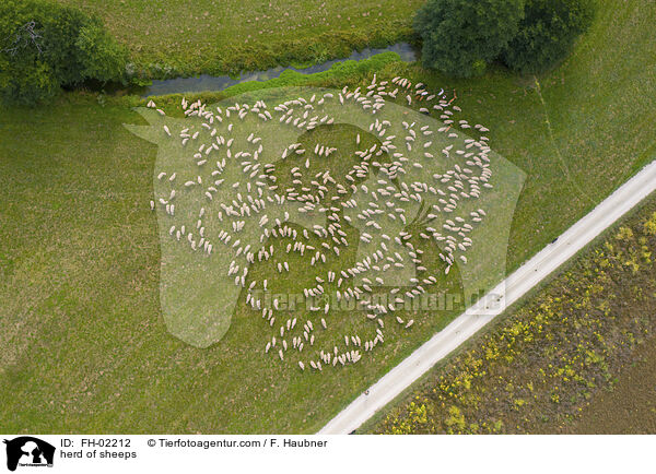 Schafherde / herd of sheeps / FH-02212
