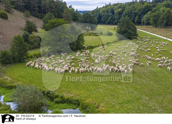 Schafherde / herd of sheeps / FH-02214