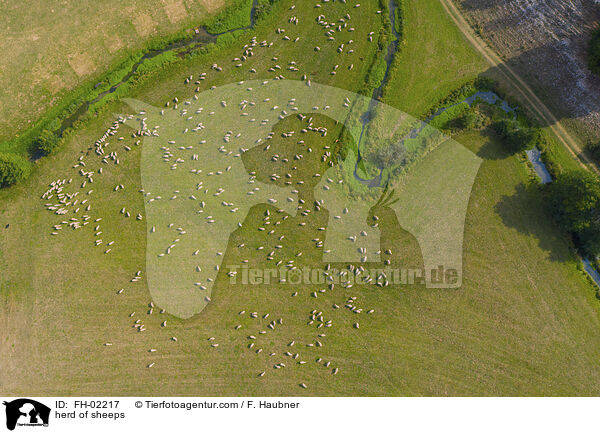 Schafherde / herd of sheeps / FH-02217