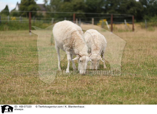 sheeps / KB-07320