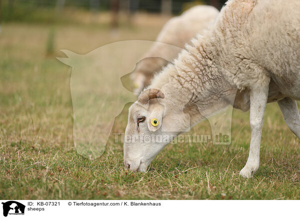 Schafe / sheeps / KB-07321
