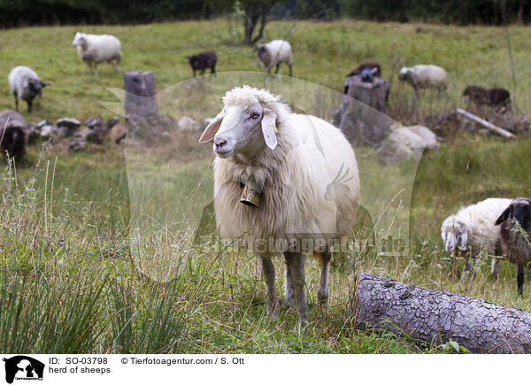Schafherde / herd of sheeps / SO-03798