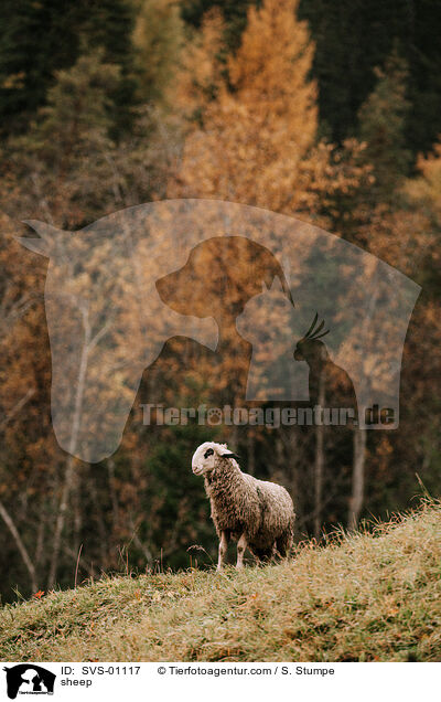 sheep / SVS-01117