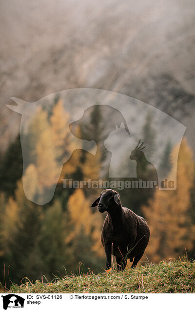 Schaf / sheep / SVS-01126