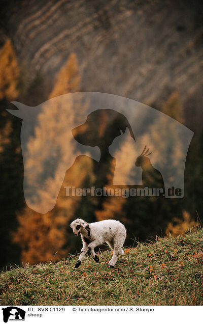 sheep / SVS-01129