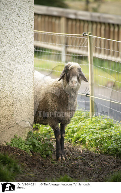 sheep / VJ-04621