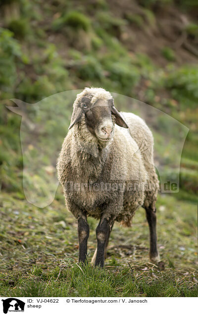 sheep / VJ-04622