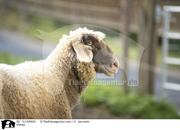 Schaf / sheep / VJ-04624