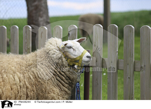 Schaf / sheep / PM-08244