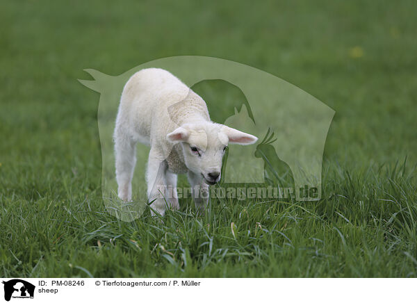 Schaf / sheep / PM-08246