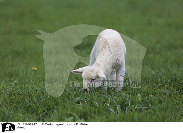 Schaf / sheep / PM-08247