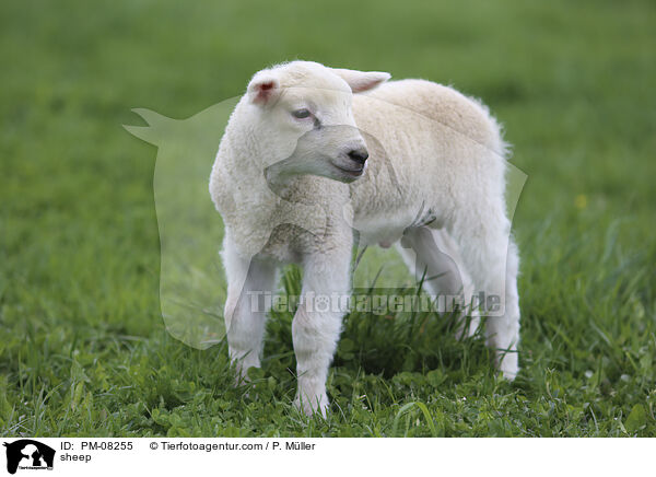 Schaf / sheep / PM-08255