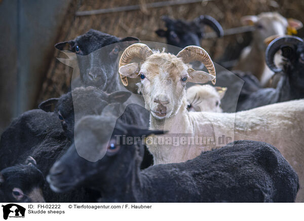 Skudden / Skudde sheeps / FH-02222