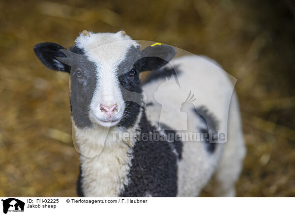 Jakobschaf / Jakob sheep / FH-02225