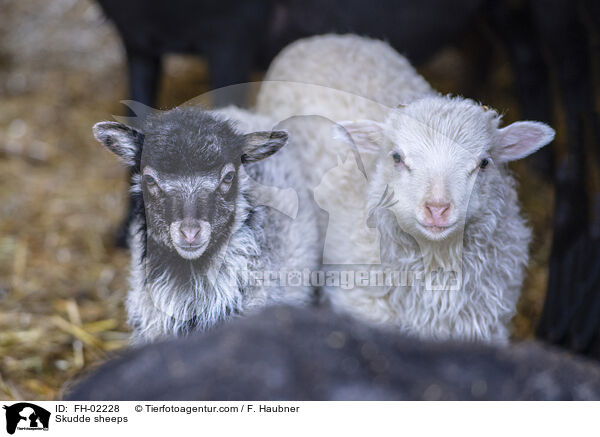 Skudden / Skudde sheeps / FH-02228