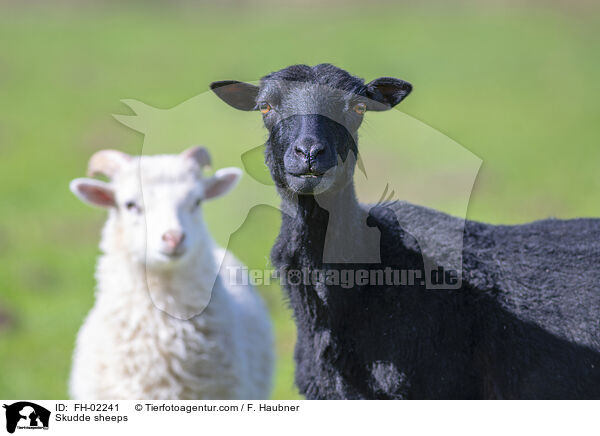 Skudde sheeps / FH-02241