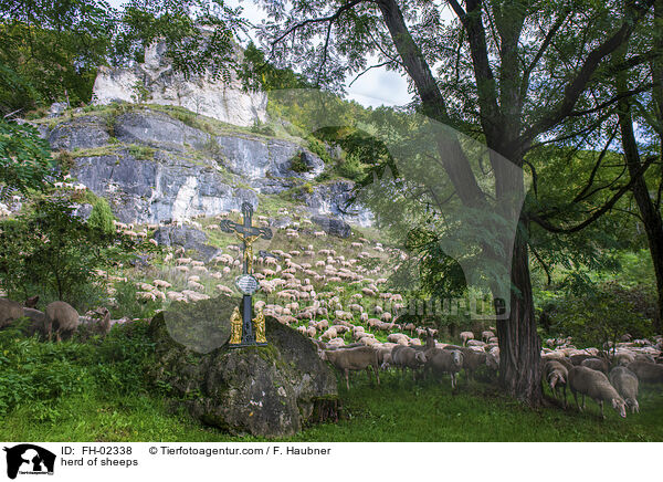 herd of sheeps / FH-02338