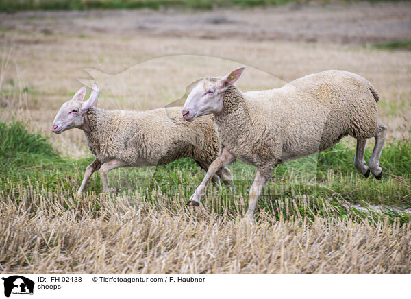 Schafe / sheeps / FH-02438